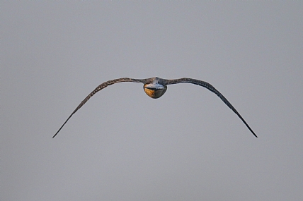 שדרית הציפור