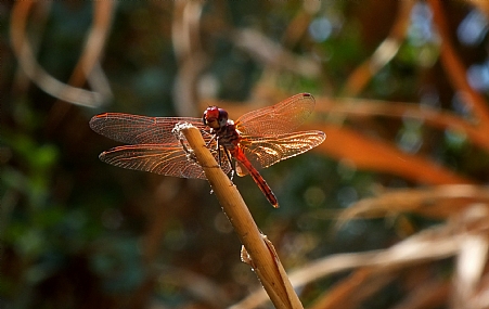 שפירית אדומה