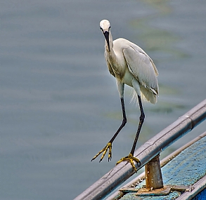 יכולה גם על רגל אחת...