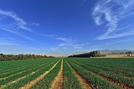 ציונות בערבה