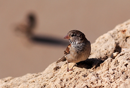 בואו חברה תעלו