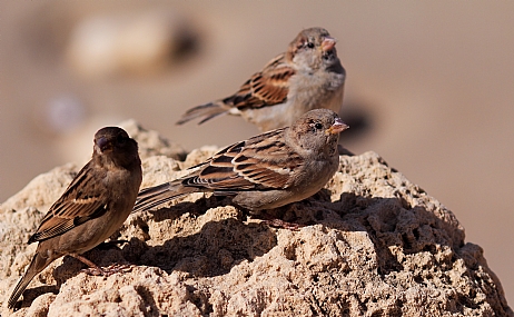 חבורת זמר...
