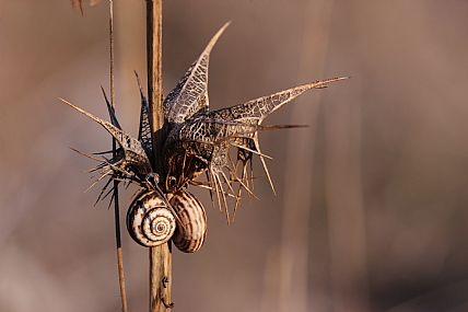 בהמתנה לחורף