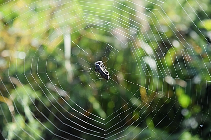 נלכד ברשת...