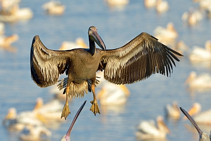 היכון לנחיתה