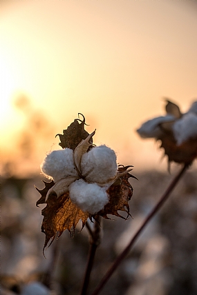 מאה אחוז כותנה 