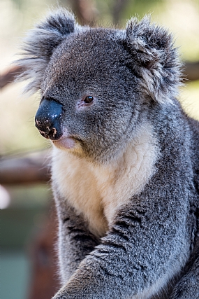 טבע אוסטרלי - הקואלה