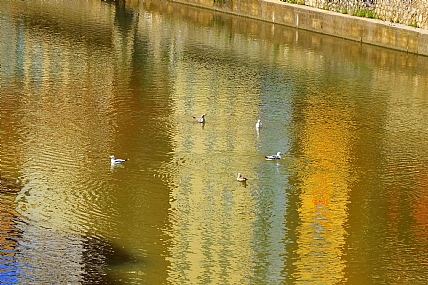 ברווזים בגוונים 