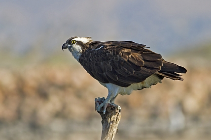 שלך  (עיט דגים)