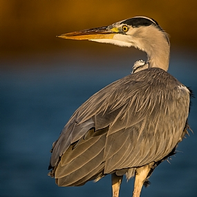 מי שמביט בי מאחור
