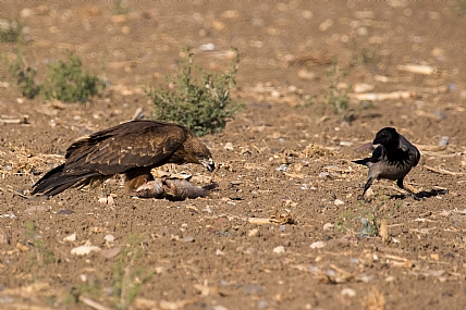 אין מצב לביס