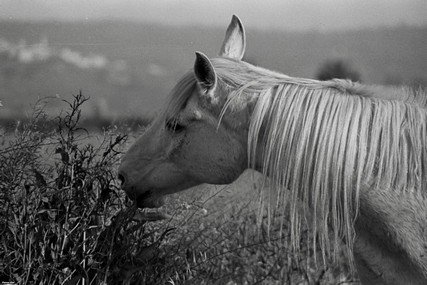 סוס בארוחת בוקר