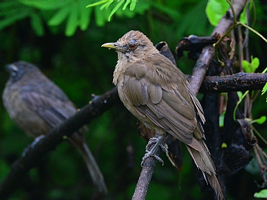 ציפור שיר בגונגל |  ציפורים
