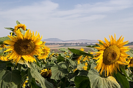 השדות שבעמק
