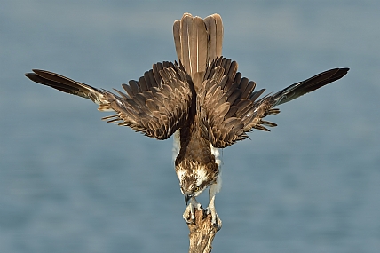 עושה פוזה למצלמה