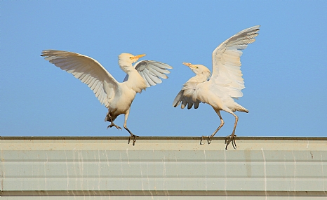 יאללה... מכות