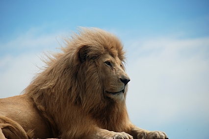 מלך האריות