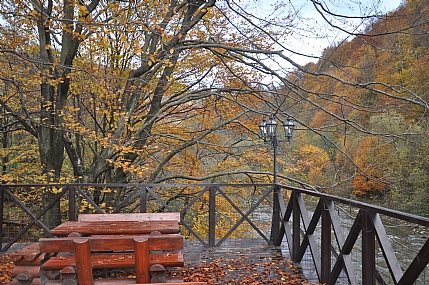 צילום: נתן  רועי