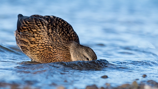 רואה לך בעיניים 