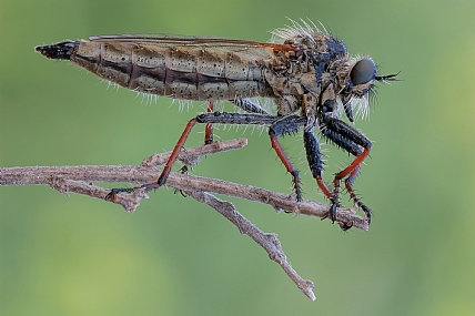 אחיזה קרבית