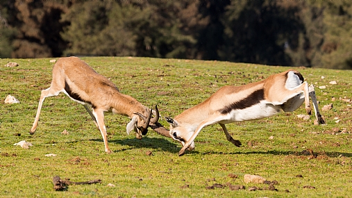 קרן בקרן כמעט ונפגע