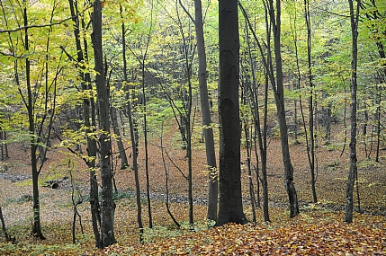 צילום: נתן  רועי