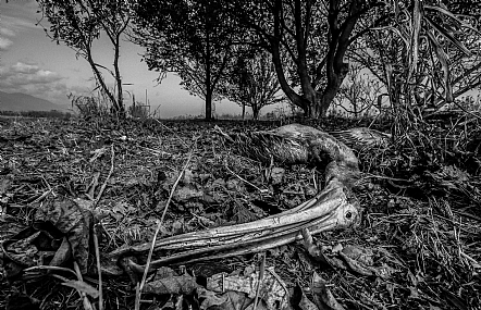 סוף הנדידה (ש"ל)