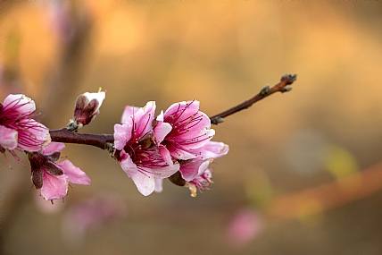 עץ האפרסק כבר פורח