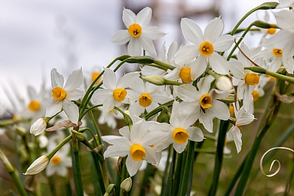 מלך נשאר מלך