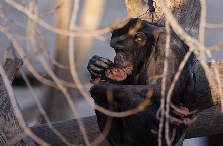 לילה טוב חמודי