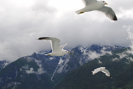 צילום: משה  כהן