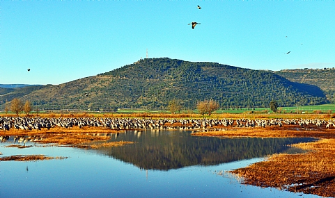 אגמון החולה