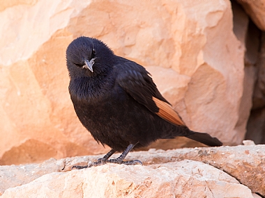 הפעם אני ממש כועס...