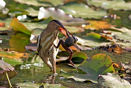 ארוחת בוקר **