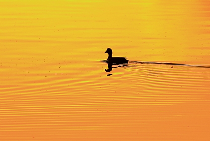 צהבת אגמים..