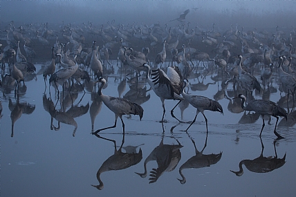 קולות בערפל