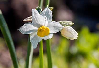פורטרט לנרקיס