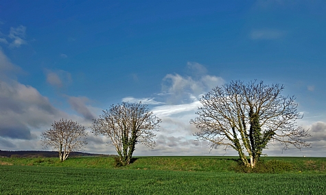 טריאומווירט