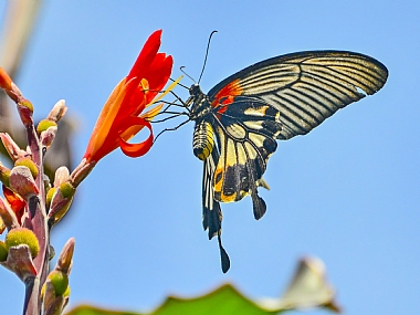 פאר והדר | פרפרים  סין