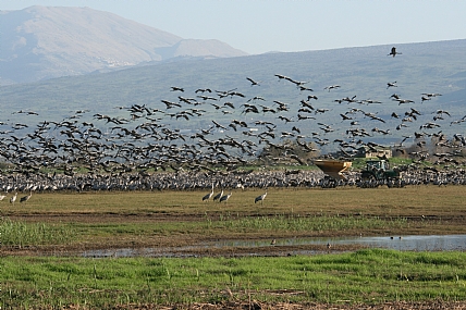 צילום: אבישי דוד