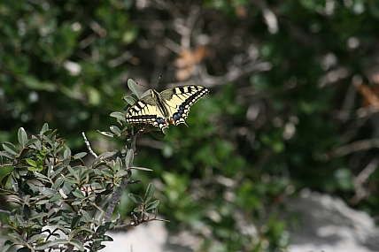 צילום: אבישי דוד