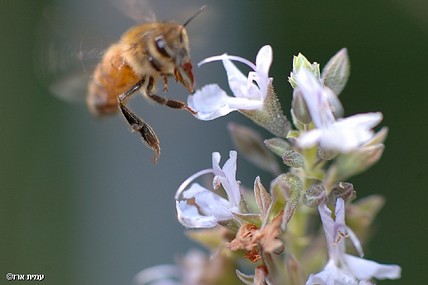 צולל לתוך הפריים
