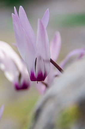 מאחורי הסלע
