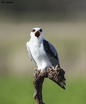 צילום: חי אבנעים