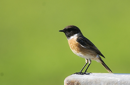 צילום: חי אבנעים