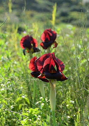 אירוס ארגמן