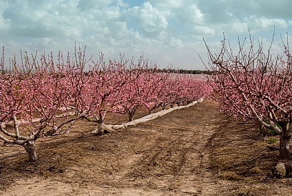 פריחת הנקטרינות
