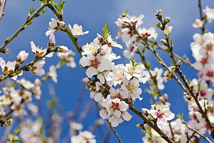 פריחת השקדיה