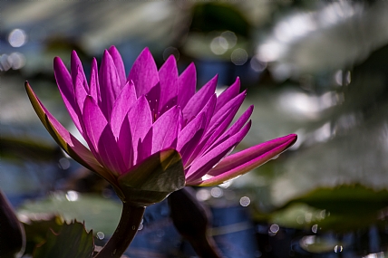 פרחים בפארק