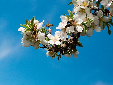 פריחת השקדיה